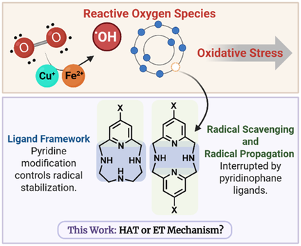 Metal-Free Ligand-Centered Radical Scavenging in Pyridine-Modified Tetraaza Macrocycles